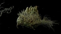 “A fantastic follow up to the original that is enchanting every step of the way.” 4.5 stars out of 5 – Adventure gamers Samorost 2, the sequel to free browser […]